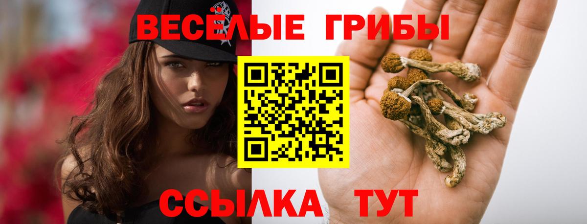 Ногинск  Псилоцибиновые грибы мицелий  дарнет шоп  Вход с VPN  Галлюциногенные грибы MAGIC MUSHROOMS 